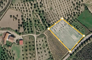 Terreno agrícola com olival e terreno de cultivo